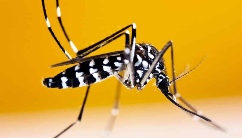 Mosquito Control in Kolkata