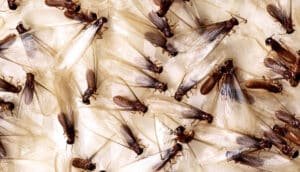 Flying termites control