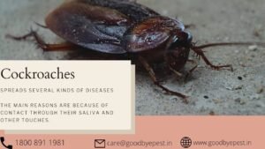 Diseases caused by cockroaches