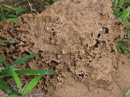 Termite-garden-nest