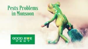 pests problems in monsoon