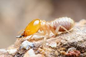 signs-of-termites