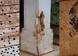 termite control in wood