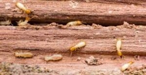 termite-control-wood