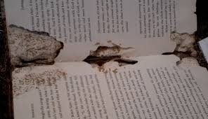 termite damaged paper