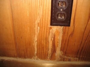 termite damaged wood control