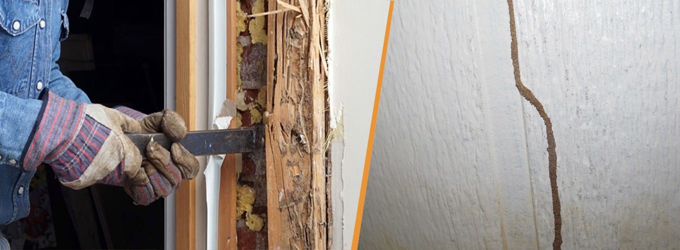 Top 14 Signs of Termites Infestation: Experts Opinion