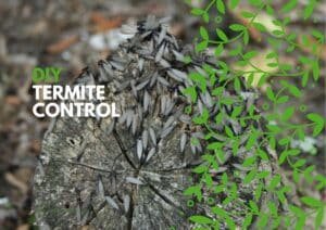DIY termite control
