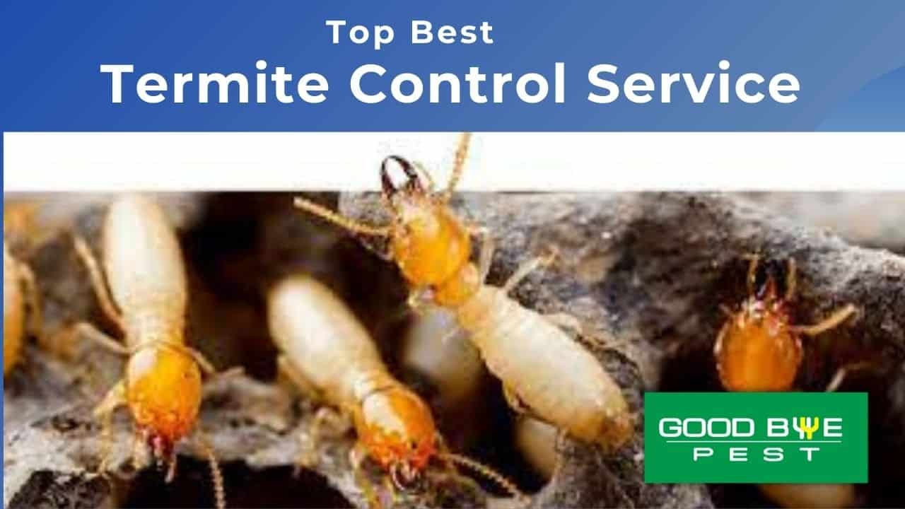 Top Best Termite Control