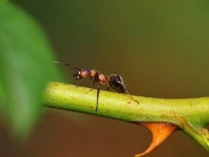 Methods of Ants Control