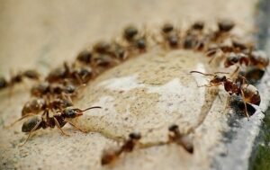 Reason for Ant control