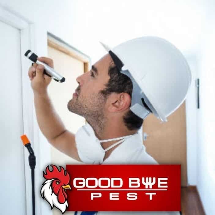 Termite Pest Control near me in Kolkata