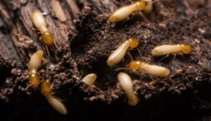 termite-control-kolkata